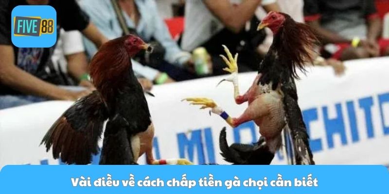 Vài điều về cách chấp tiền gà chọi cần biết
