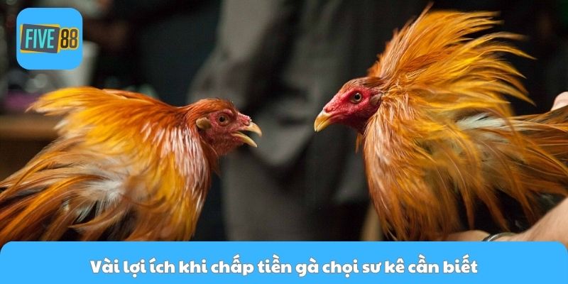 Vài lợi ích khi chấp tiền gà chọi sư kê cần biết