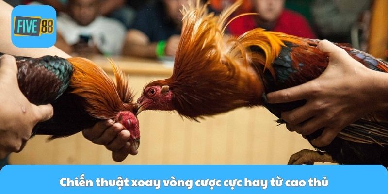 Chiến thuật xoay vòng cược cực hay từ cao thủ