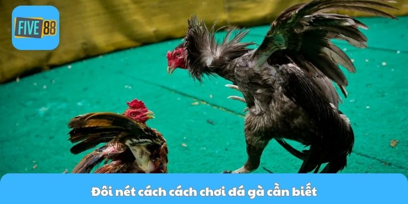 Đôi nét cách cách chơi đá gà cần biết