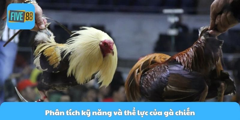 Phân tích kỹ năng và thể lực của gà chiến