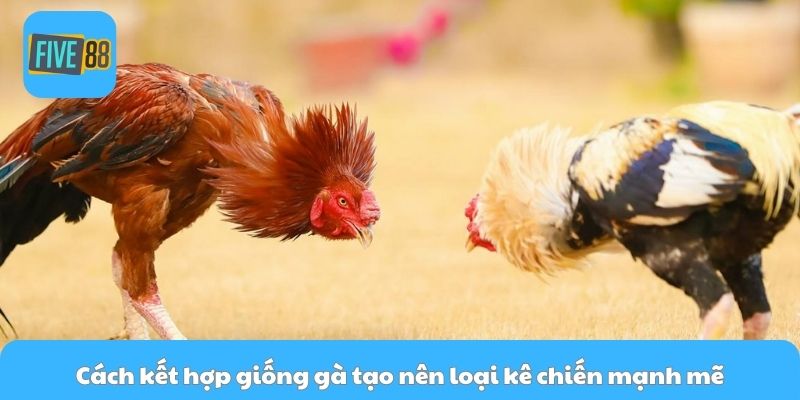 Cách kết hợp giống gà tạo nên loại kê chiến mạnh mẽ