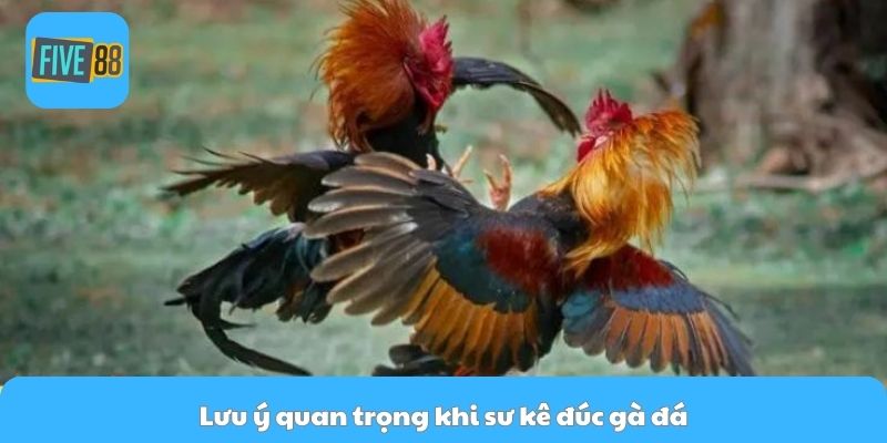 Lưu ý quan trọng khi sư kê đúc gà đá