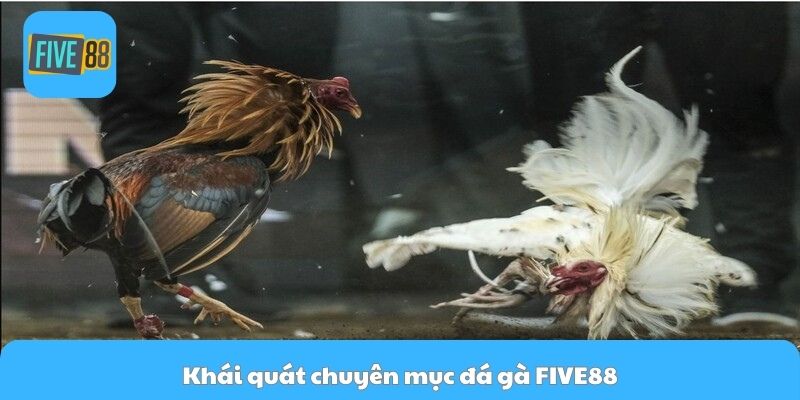 Khái quát chuyên mục đá gà FIVE88