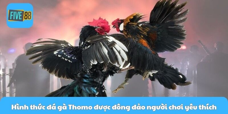 Hình thức đá gà Thomo được đông đảo người chơi yêu thích