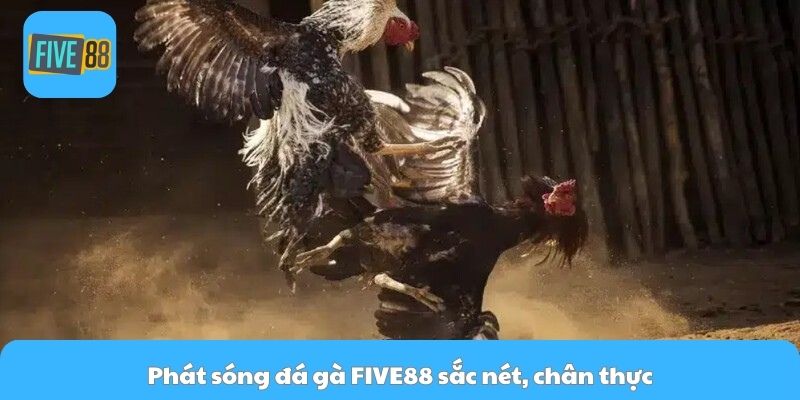 Phát sóng đá gà FIVE88 sắc nét, chân thực