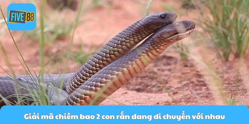 Giải mã chiêm bao 2 con rắn đang di chuyển với nhau