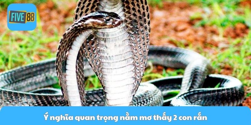 Ý nghĩa quan trọng nằm mơ thấy 2 con rắn